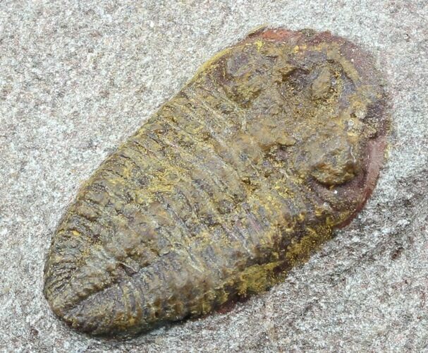 Ordovician Colpocoryphe? Trilobite - Zagora, Morocco #45107